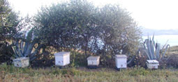 ruches près de Rhafsai dans le Rif au Maroc