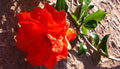 fleur de grenadier à Guelmim dans le sud-ouest du Maroc