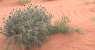 plantes région de Ich-Figuig au Maroc